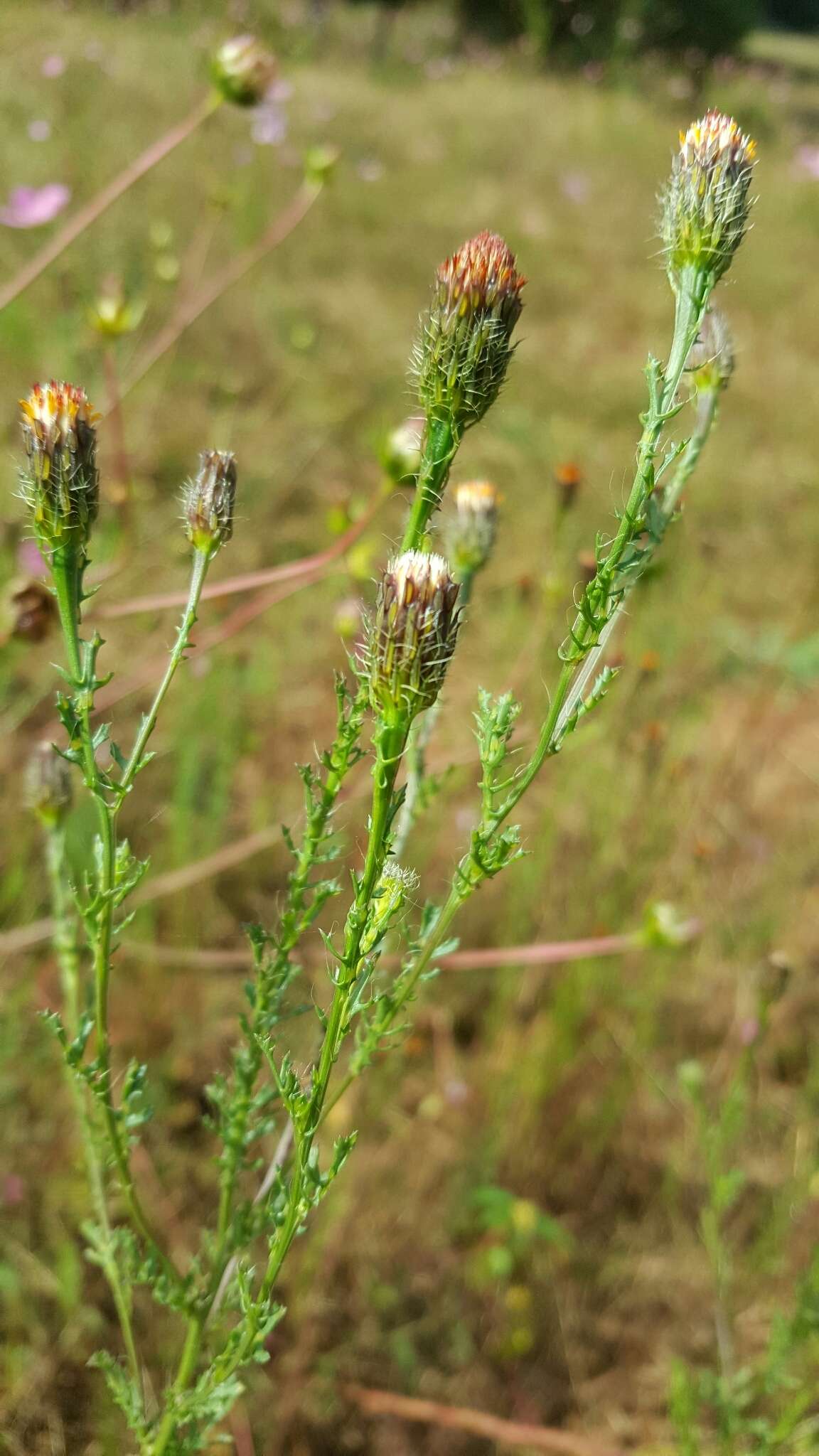 Imagem de Adenophyllum porophyllum (Cav.) Hemsl.