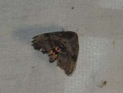 Image of Moth