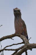 Image of Purple Roller