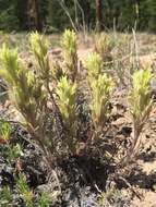 Image of <i>Castilleja <i>pilosa</i></i> var. pilosa