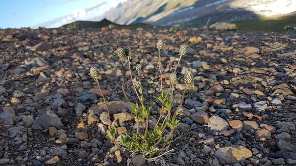 Image of Little Belt Mountain thimbleweed