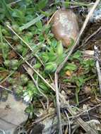 Image of fourstamen chickweed