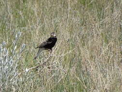 Слика од Calcarius ornatus (Townsend & JK 1837)