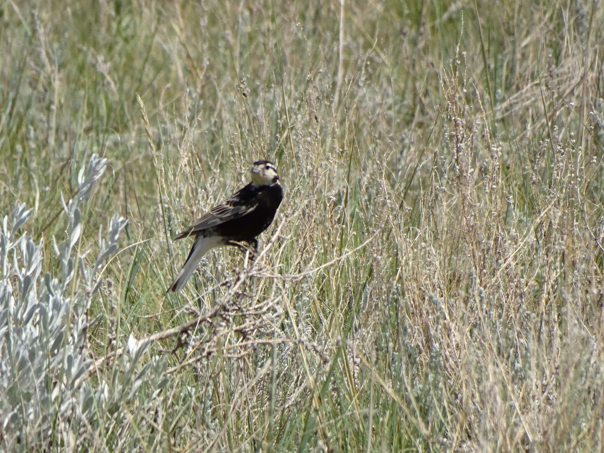 Слика од Calcarius ornatus (Townsend & JK 1837)