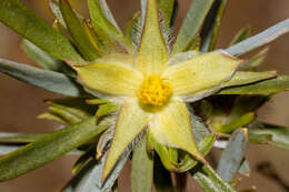 Image of Hibbertia glomerosa var. glomerosa