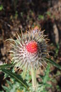 Image of Cirsium ehrenbergii Sch. Bip.