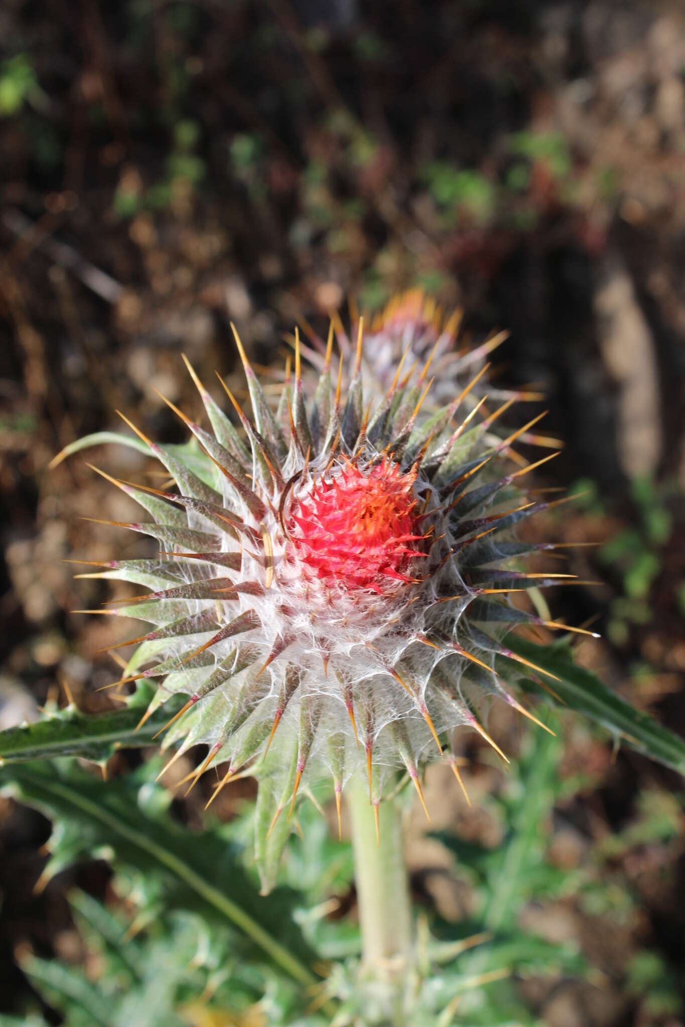 Cirsium ehrenbergii Sch. Bip.的圖片