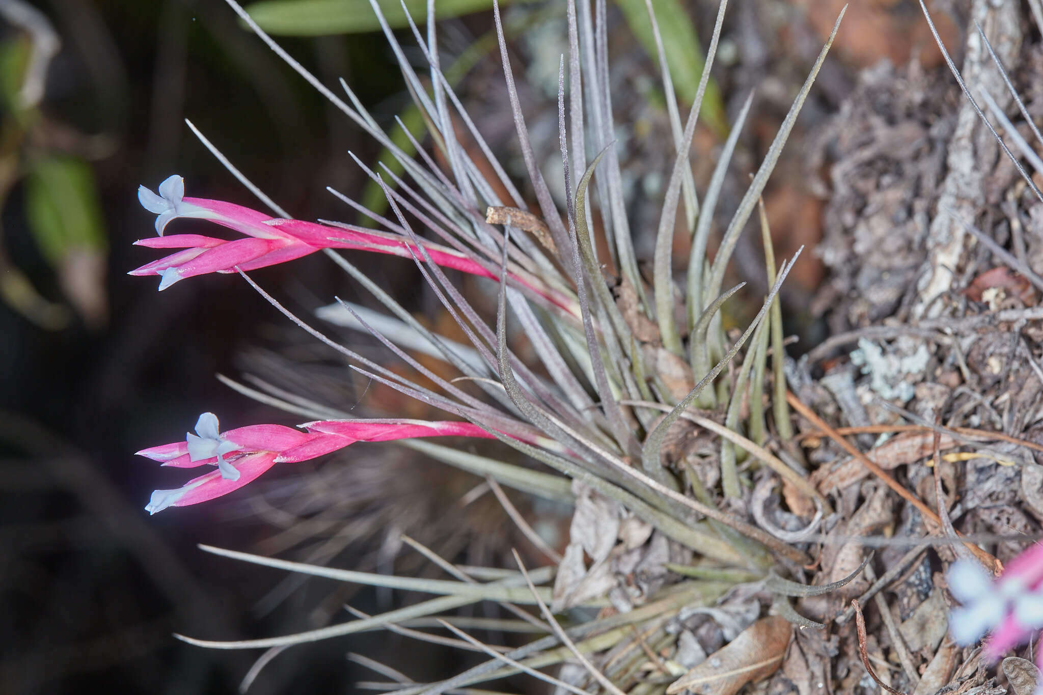 Image of narrowleaf airplant