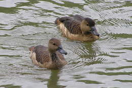 Image of Lesser Whistling Duck