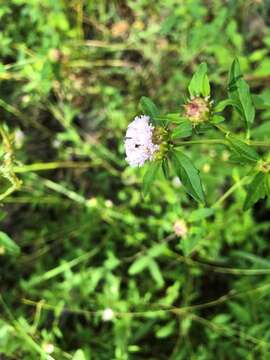 Plancia ëd Centratherum riparium (A. Cunn. ex DC.) A. R. Bean