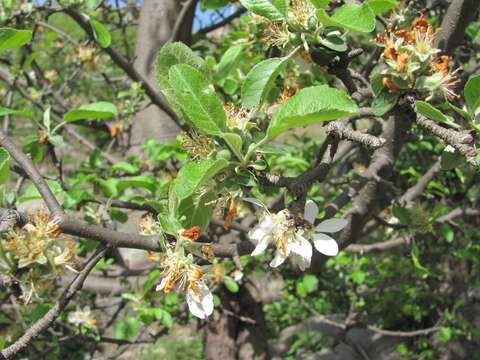 Plancia ëd Malus sylvestris subsp. orientalis (Uglitzk.) Browicz