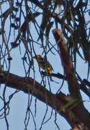 Image of Western Tanager