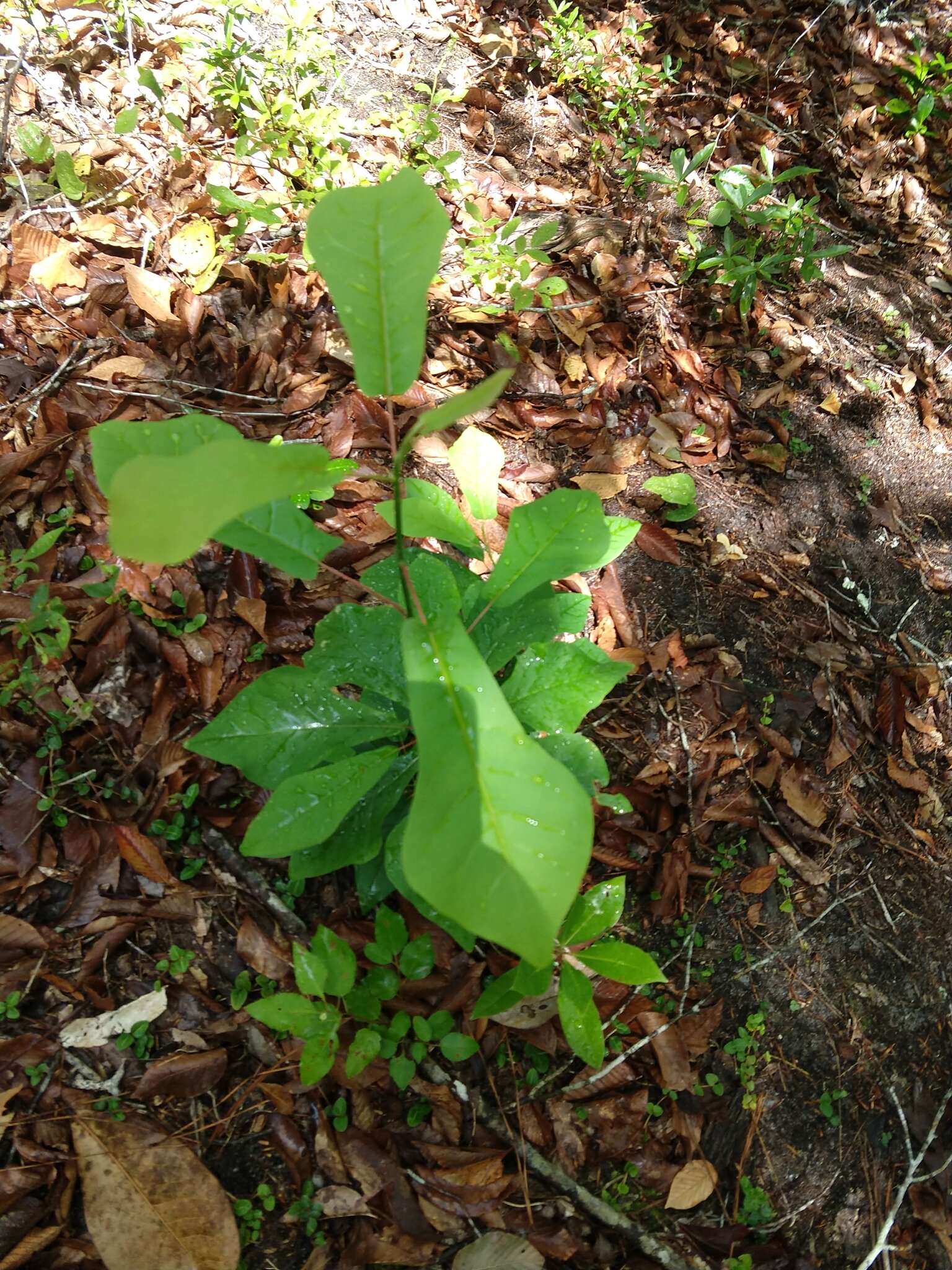 Image of pyramid magnolia