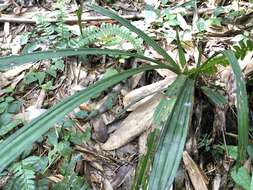 Image of Calanthe davidii Franch.