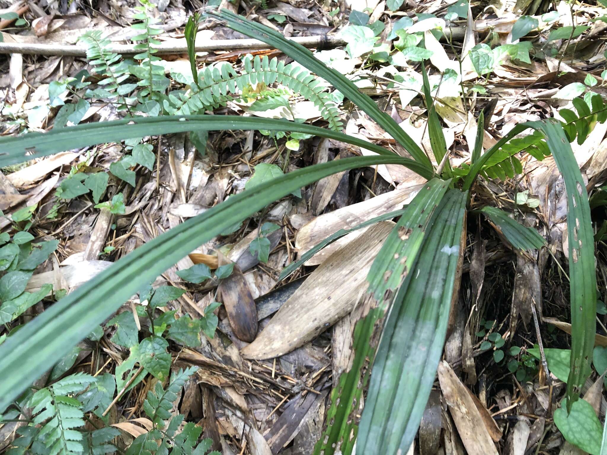 Image of Calanthe davidii Franch.