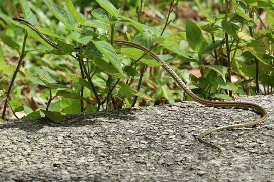 Imagem de Dendrelaphis pictus (Gmelin 1789)