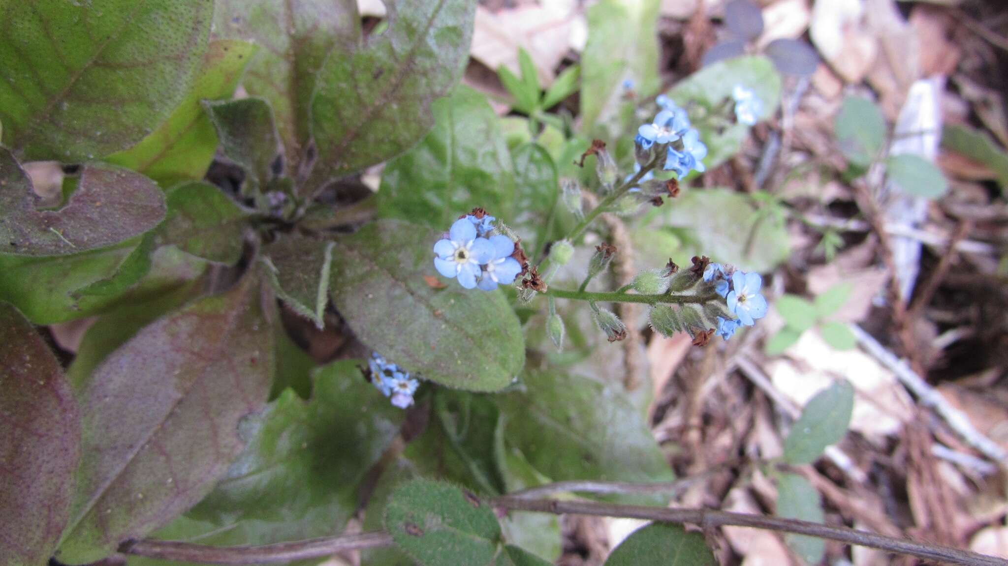 Image de Myosotis latifolia Poir.