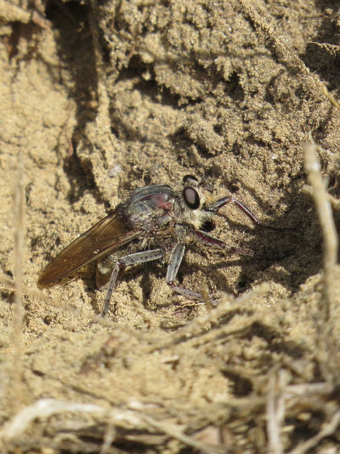 Image of Milbert's Proctacanthus