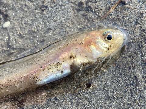 Image of Basketweave cusk-eel