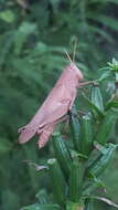 Image of Mischievous Bird Grasshopper