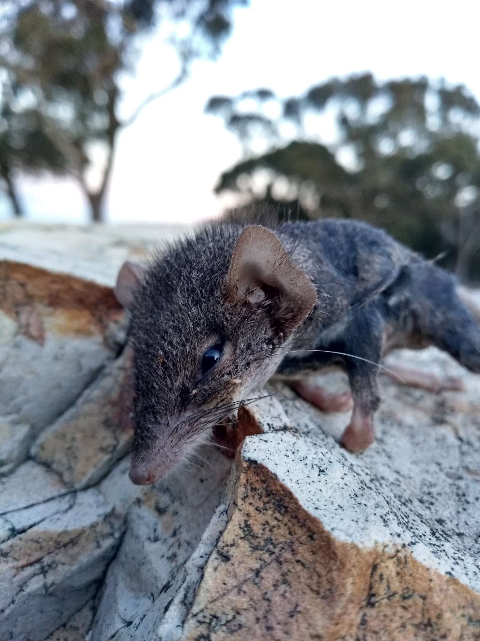 Image of Agile Antechinus