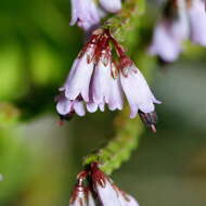 Imagem de Erica equisetifolia Salisb.