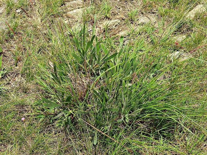 Image of Leucospermum gerrardii Stapf