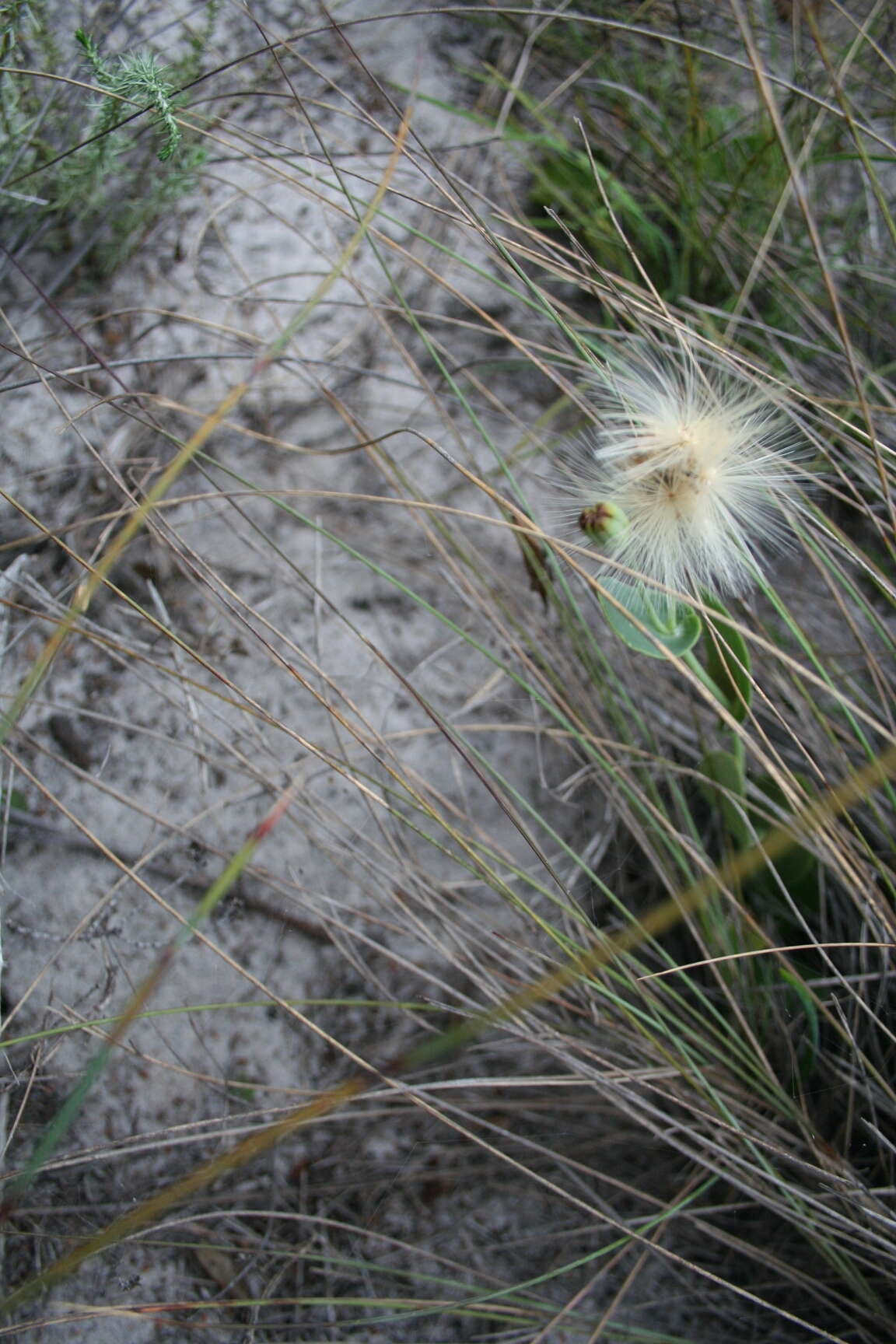 Image of Othonna perfoliata (L. fil.) Sch. Bip.