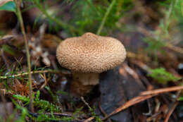 Image of Cortinarius pholideus (Lilj.) Fr. 1838