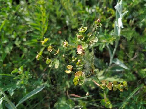 Imagem de Euphorbia microcarpa (Prokh.) Krylov