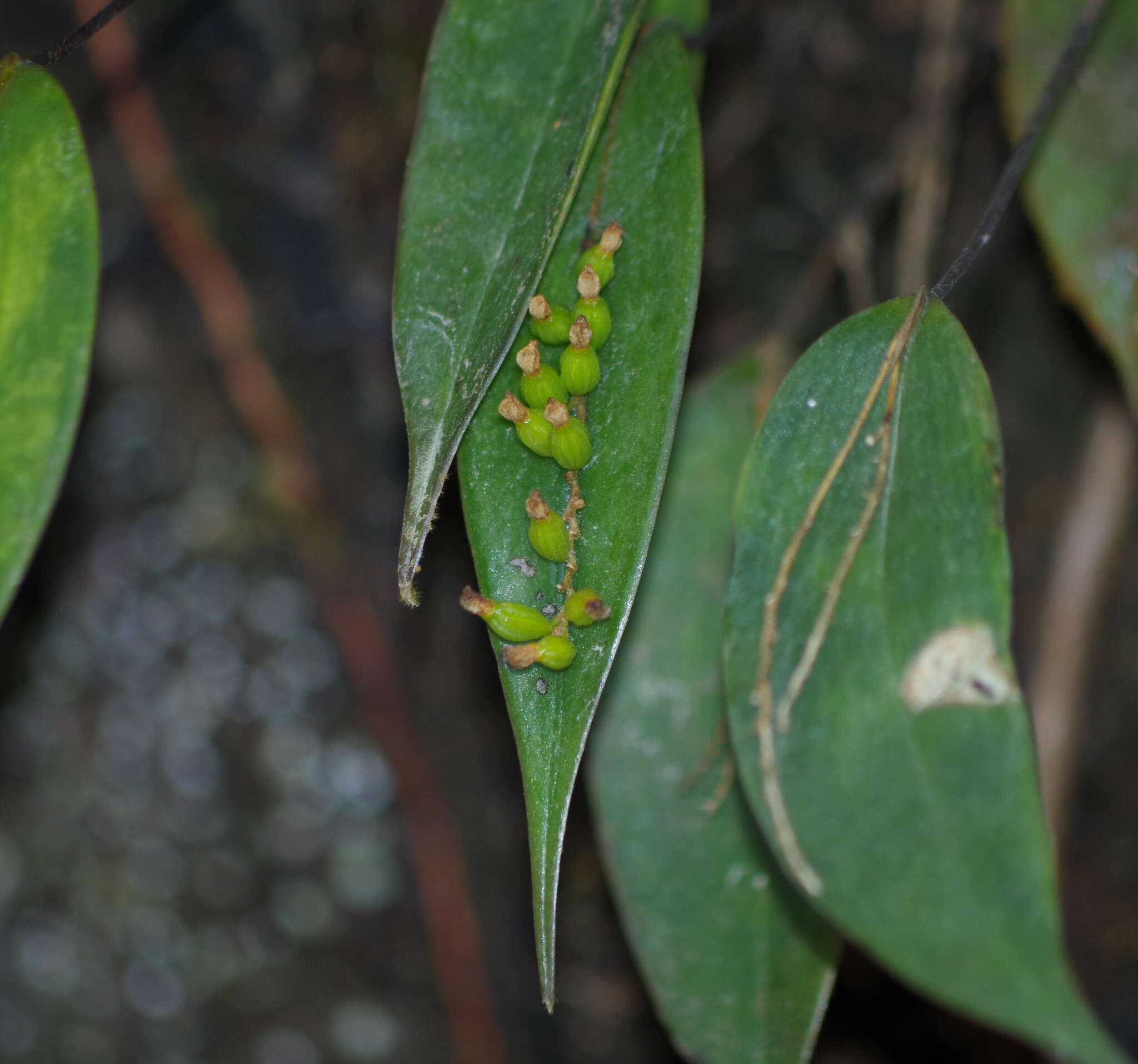 Imagem de Pleurothallis truncata Lindl.