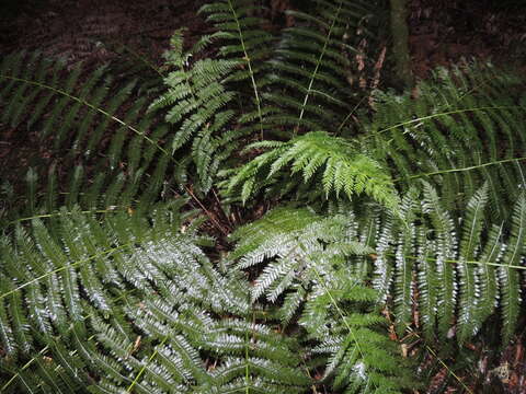 Image of single crepe fern