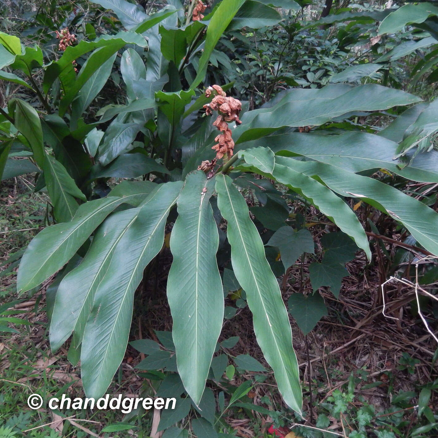 Image of Alpinia hainanensis K. Schum.