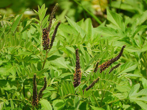 Imagem de Amorpha fruticosa L.