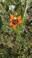 Image of summer pheasant's eye