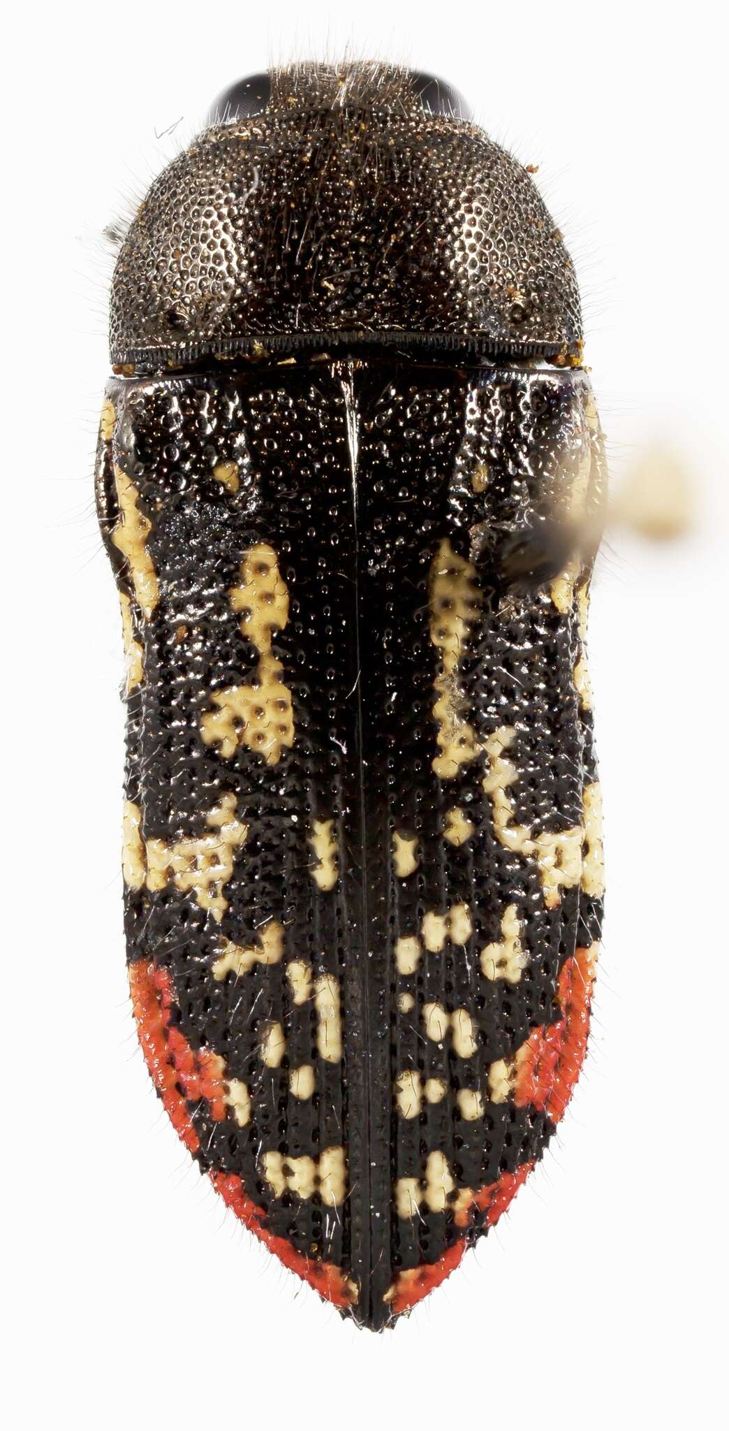 Image of Acmaeodera miliaris Horn 1878