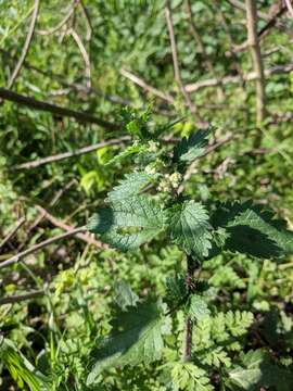 Image of heartleaf nettle