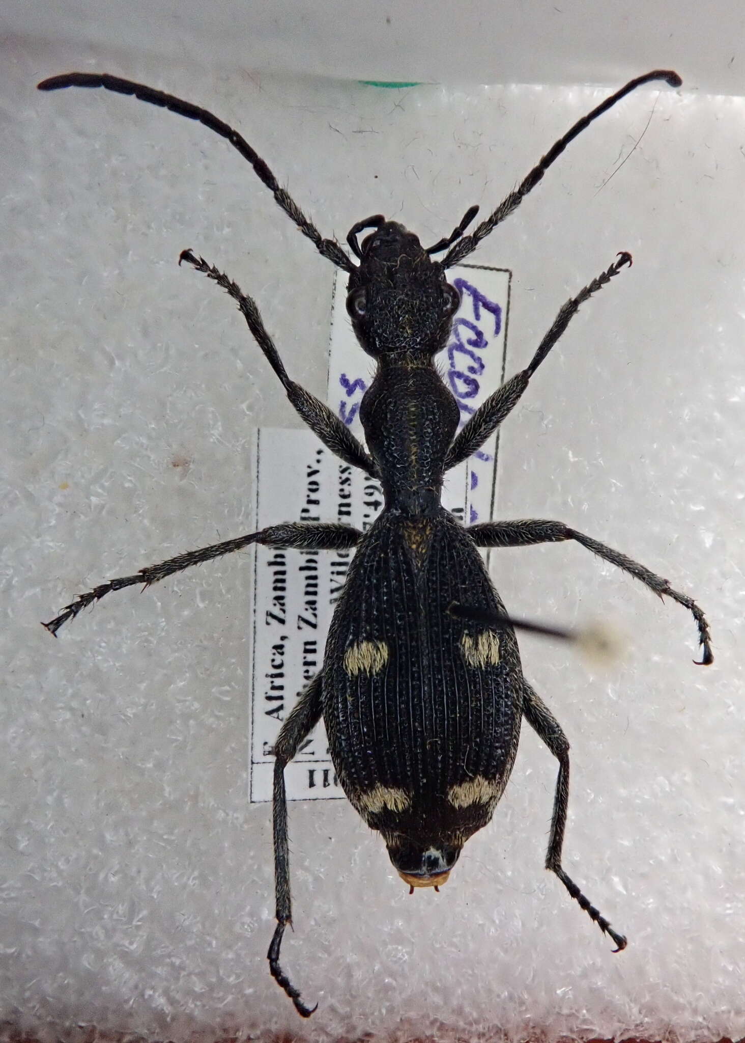 Image of Eccoptoptera mutilloides (Bertoloni 1857)