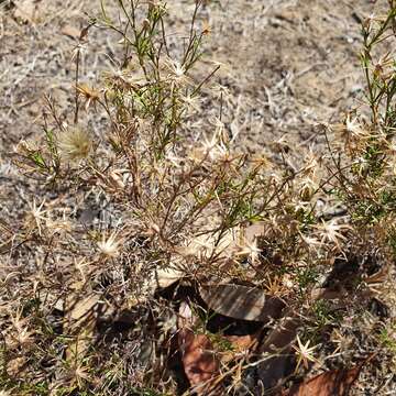 Image of Vittadinia blackii N. T. Burbidge