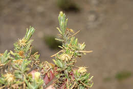 Image de Diplostephium meyenii (Sch. Bip.) Wedd.