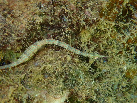 Image of Ocellated pipefish