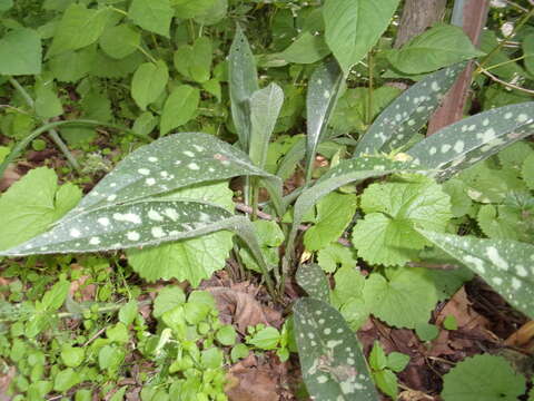 Image of Lungwort