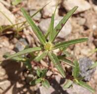 Euphorbia cuphosperma (Engelm.) Boiss. resmi