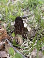 Imagem de Morchella angusticeps Peck 1887