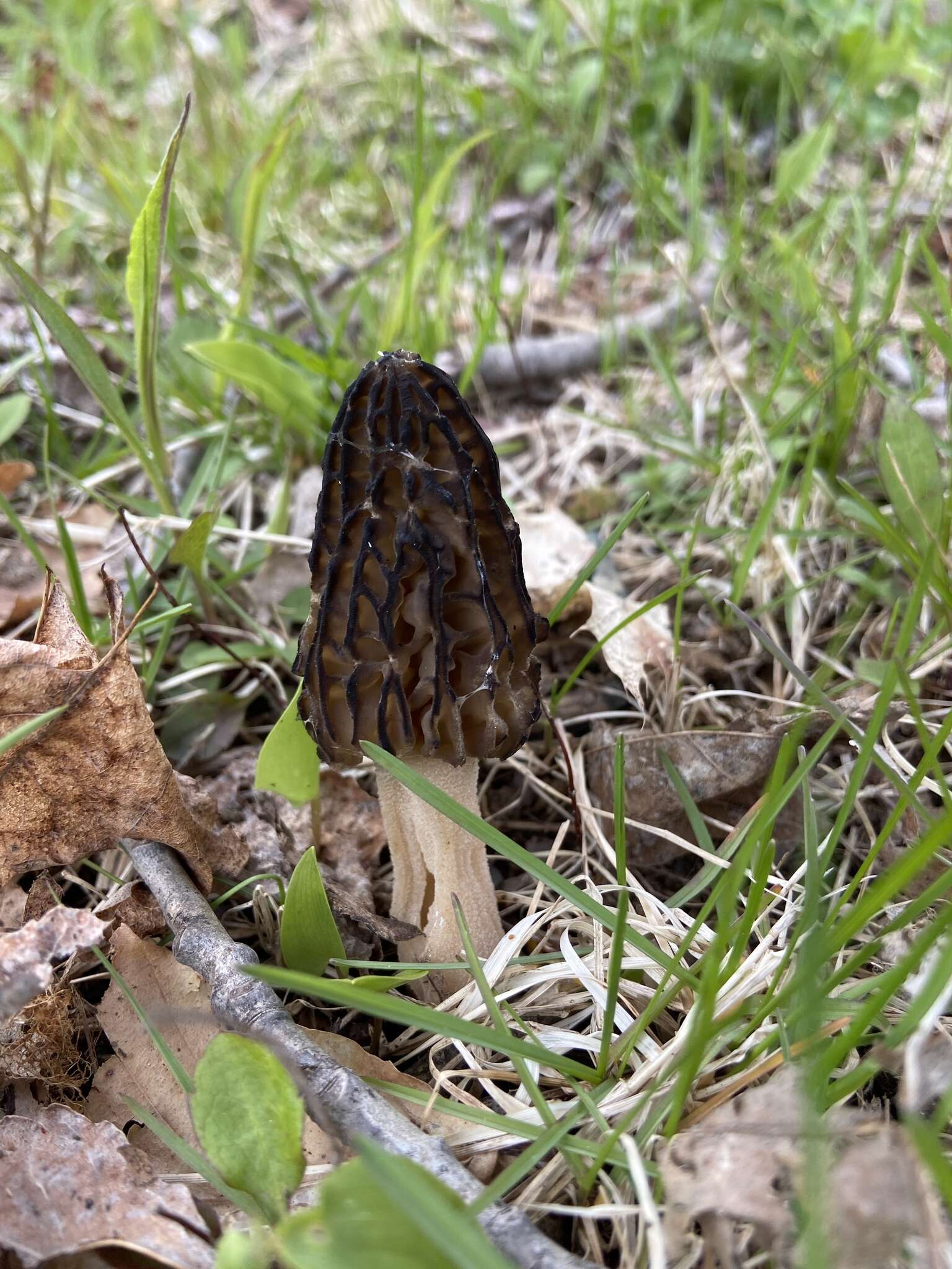 Image of Morchella angusticeps Peck 1887