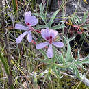 Image of Pelargonium patulum var. grandiflorum N. van Wyk