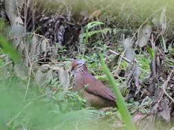 Image of Lined Quail-Dove