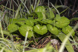 Image of Ficaria verna subsp. chrysocephala (P. D. Sell) Stace