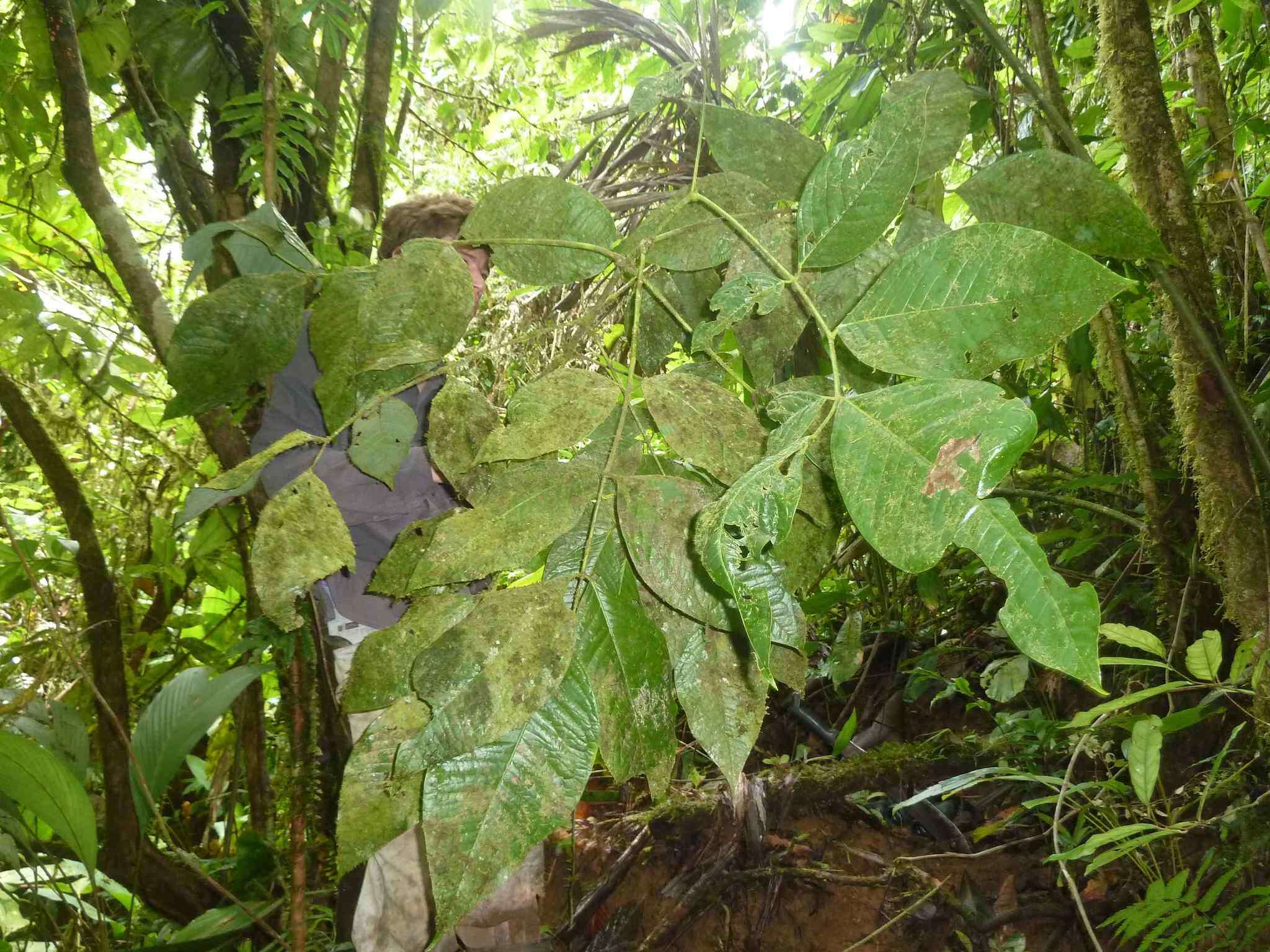 Image of Amyris magnifolia Gómez-Laur. & Q. Jimenez
