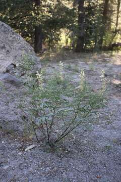 Plancia ëd Lupinus angustiflorus Eastw.